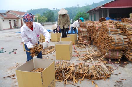 Nhân dân xã An Thịnh chế biến các sản phẩm quế vỏ
xuất khẩu.
